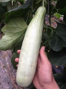 网红吃的会拉丝的瓜,会拉丝的瓜，口感独特，一吃倾心